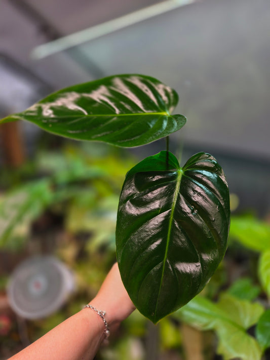 Philodendron Esmeraldense