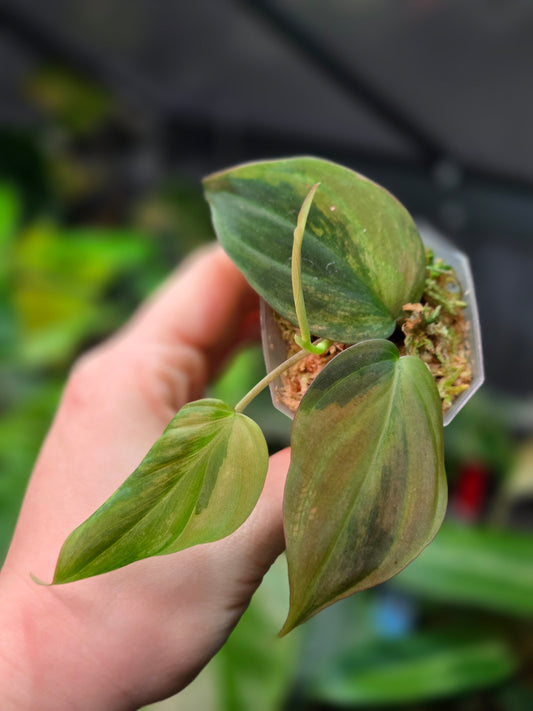 Philodendron Micans GOG Variegata
