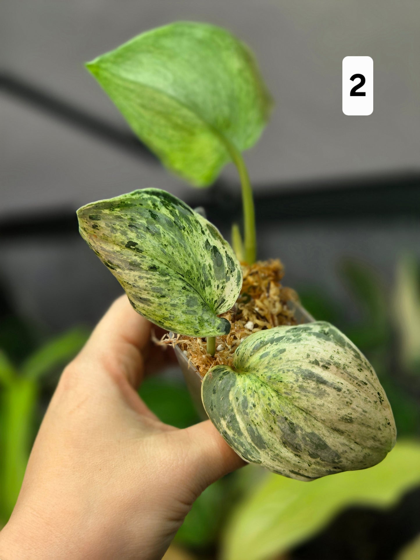Scindapsus Peasun Small