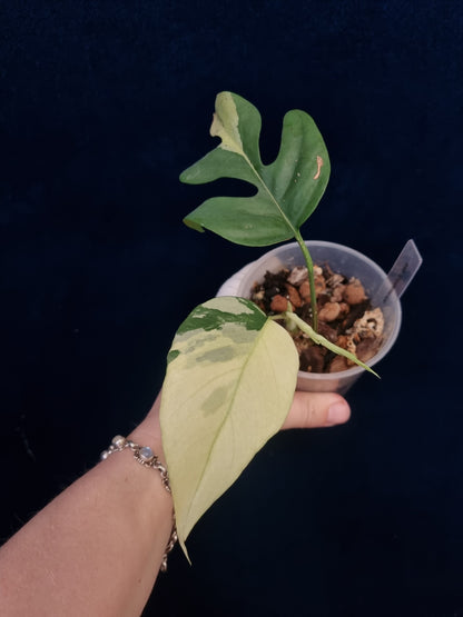 Rhaphidophora Tetrasperma Albo