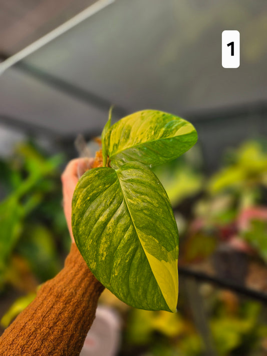 Monstera Obliqua Mayuna Variegata