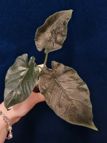 Alocasia Antoro Velvet
