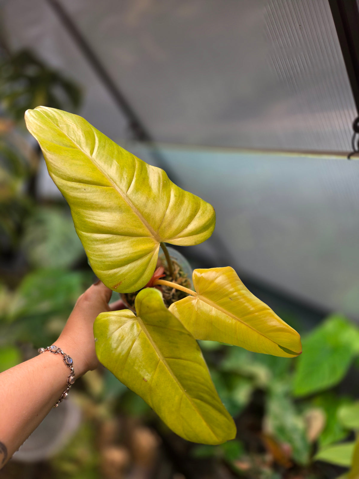 Philodendron Red Emerald 'Orange'