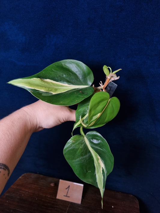 Philodendron Cream Splash Big Leaves