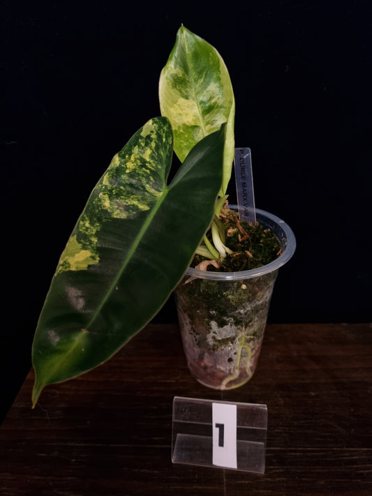 Philodendron Burle Marx Variegata