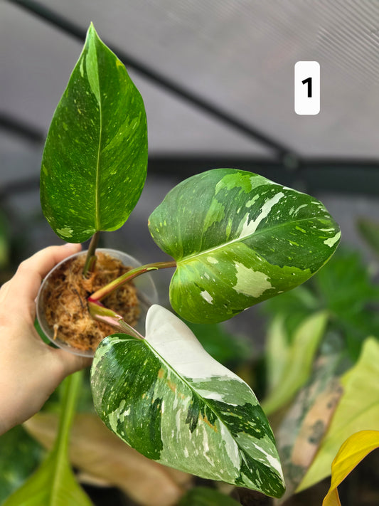 Philodendron White Princes Tricolor Lime/ Fresh Aurea