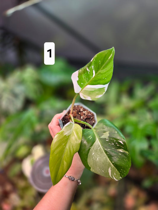 Philodendron White Princess Tricolor Lime