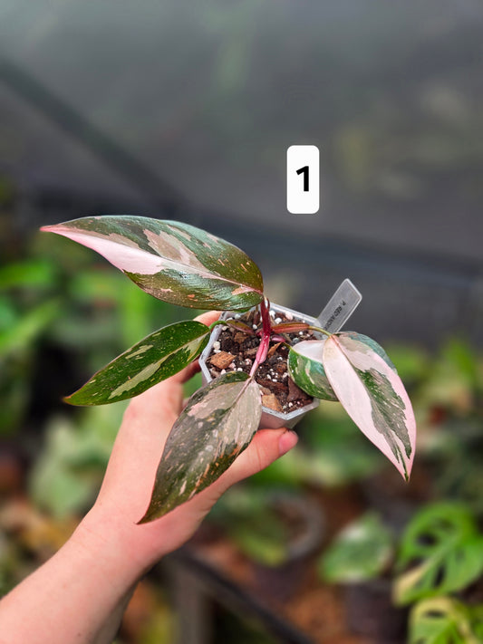 Philodendron Red Anderson