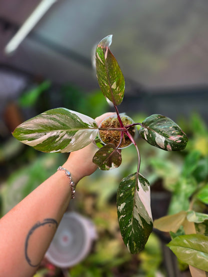 Philodendron Red Anderson
