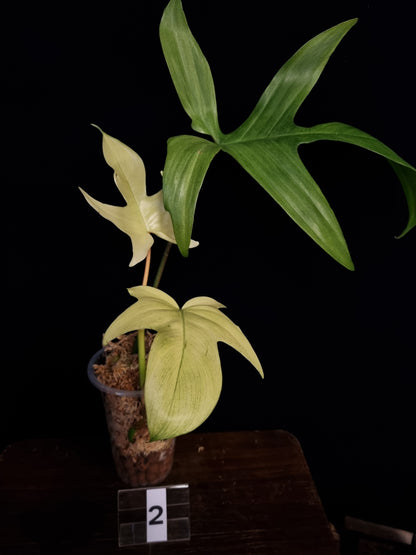 Philodendron Florida Ghost