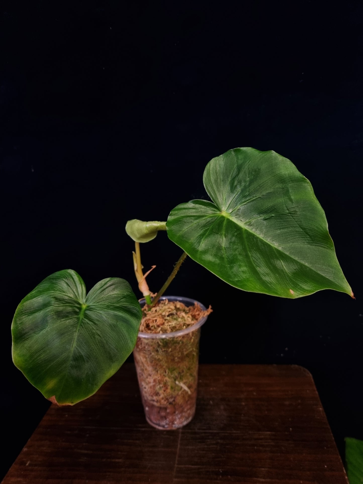 Philodendron Fibrosum