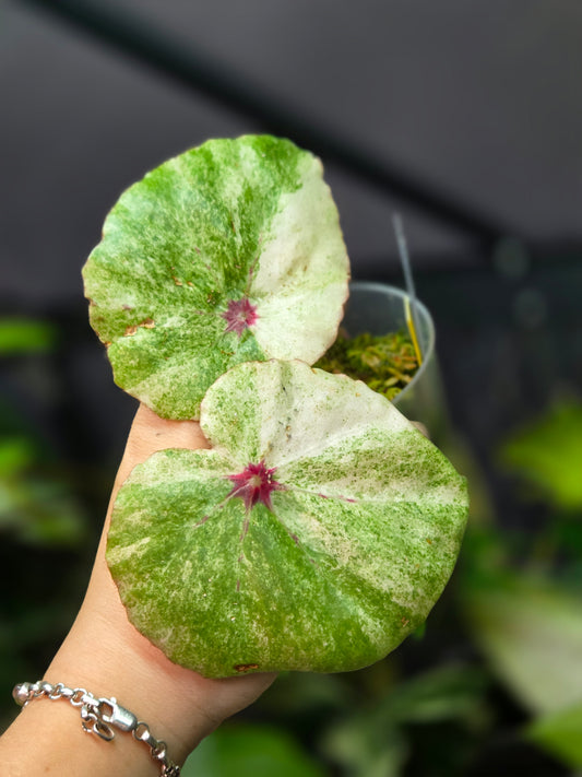 Begonia Rouge Variegata
