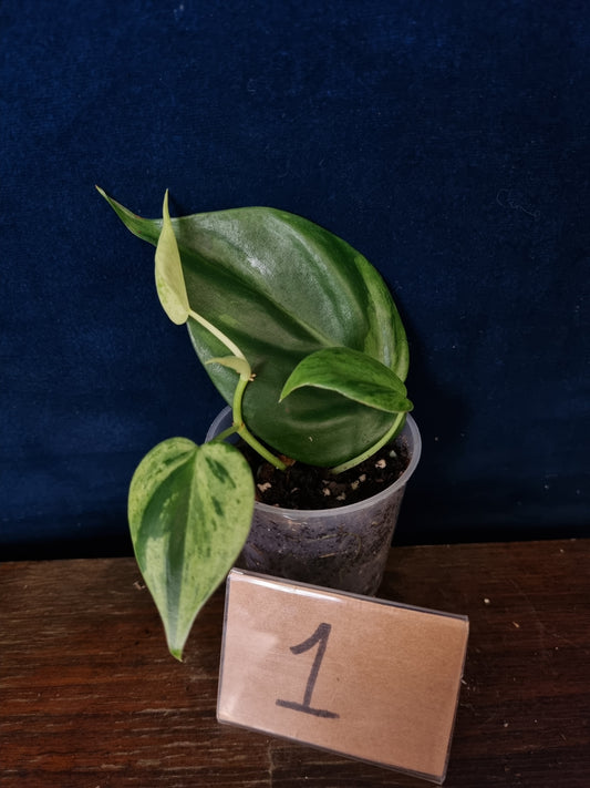 Philodendron Hederaceum Oxycardium Variegata
