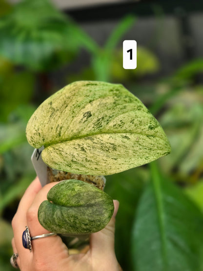 Scindapsus Jade Satin Marble Queen