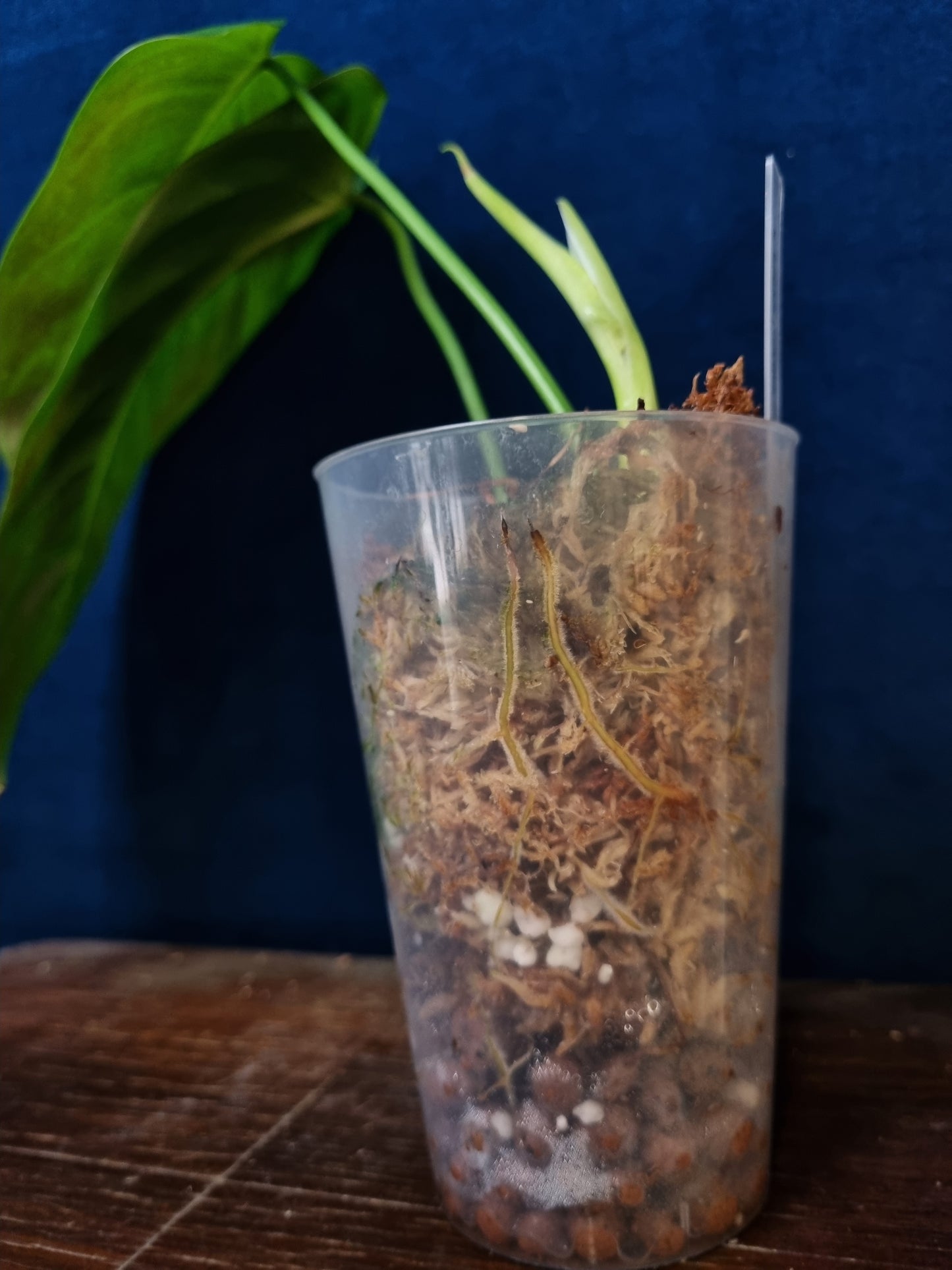 Philodendron Esmeraldense
