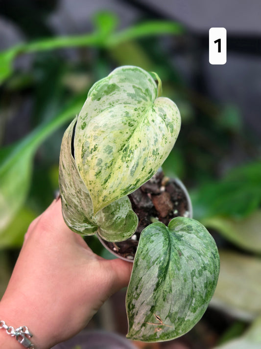 Scindapsus Peasun Small