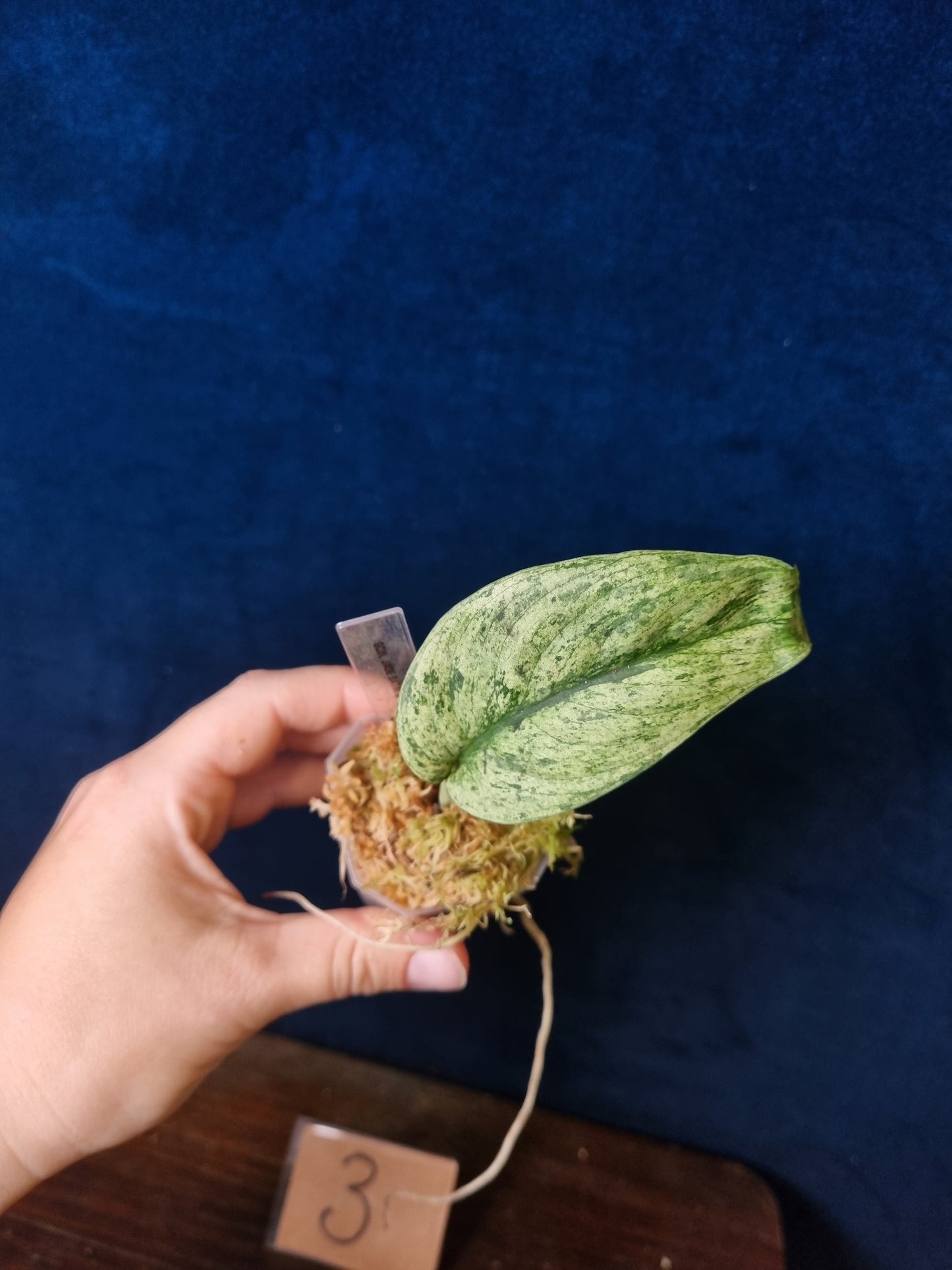 Scindapsus Jade Satin Marble Queen Small