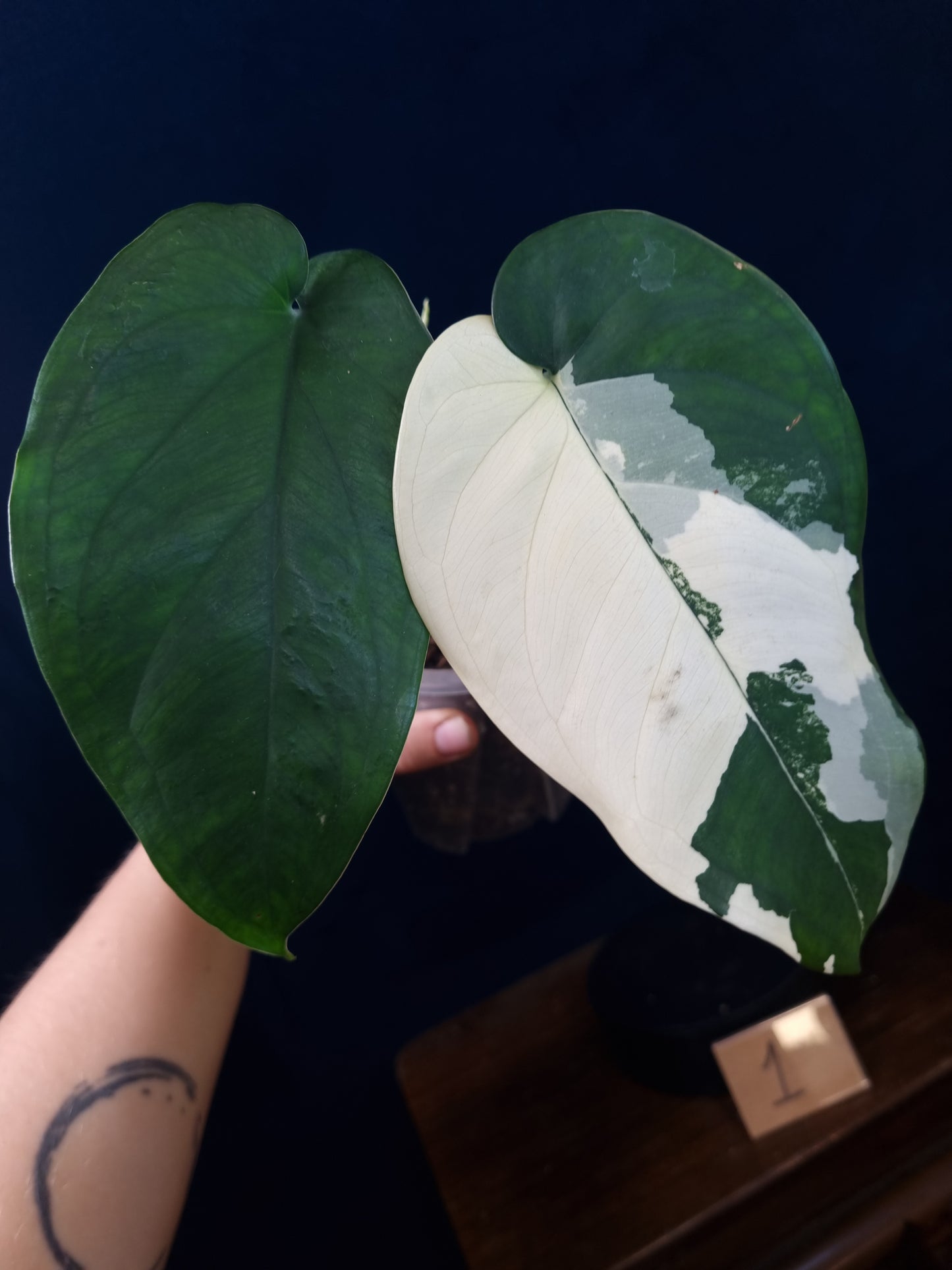 Syngonium Chiapense Variegata