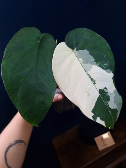 Syngonium Chiapense Variegata