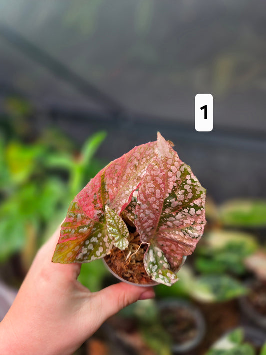 Begonia Snowcap Variegata