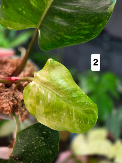 Philodendron White Princes Tricolor Lime/ Fresh Aurea