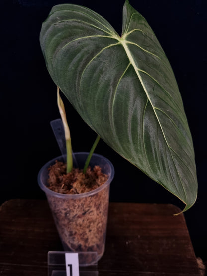 Philodendron Glorious