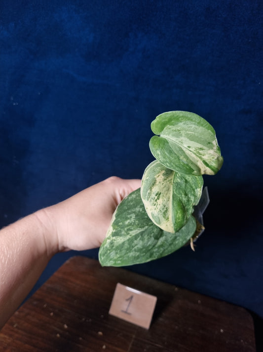 Scindapsus Halimoon