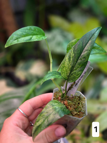 Epipremnum Cebu Blue Mint