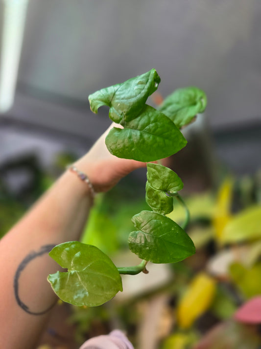 Monstera Membraceana 'Madison'