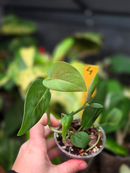 Monstera Sp.Velvet (peru)