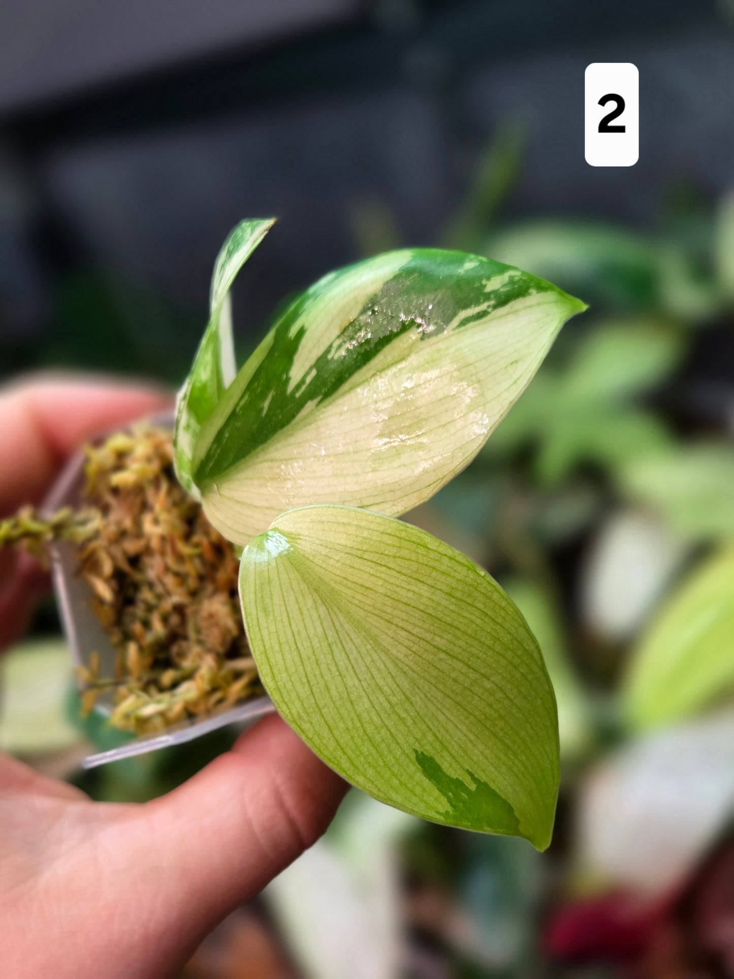 Philodendron Pittieri Variegata