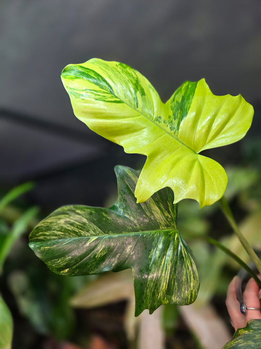 Philodendron Florida Beauty x Mayoi