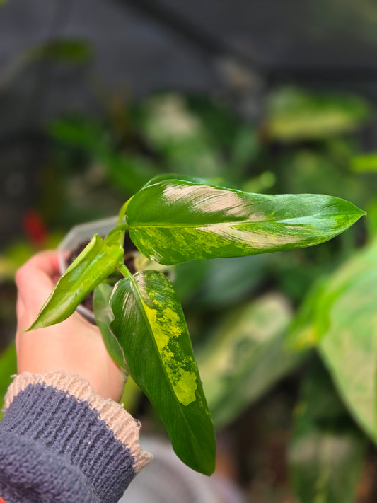 Philodendron Domesticum Variegata