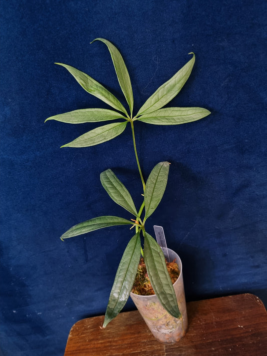 Anthurium Polyschistum x NOID