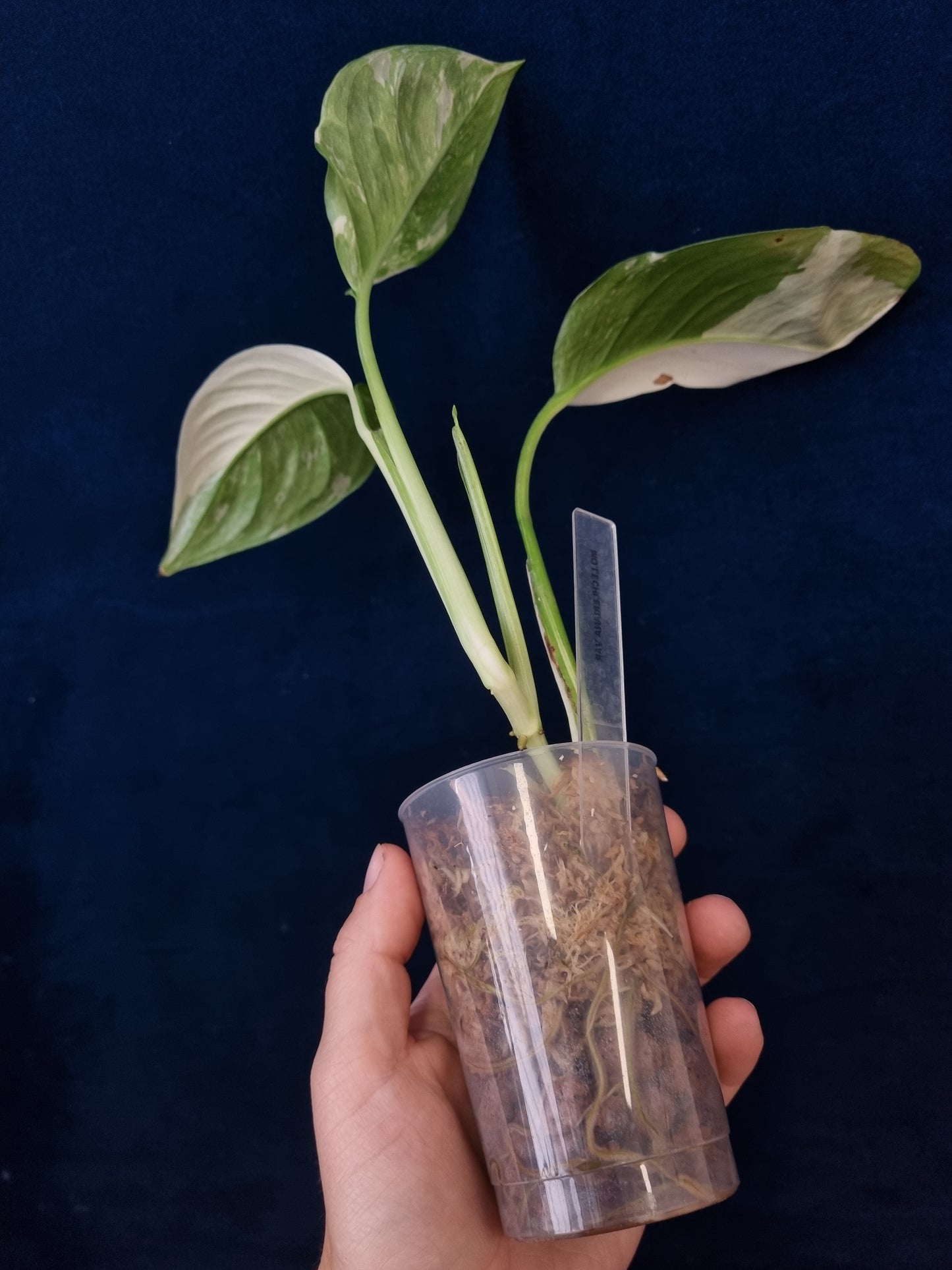 Monstera Lechleriana Variegata
