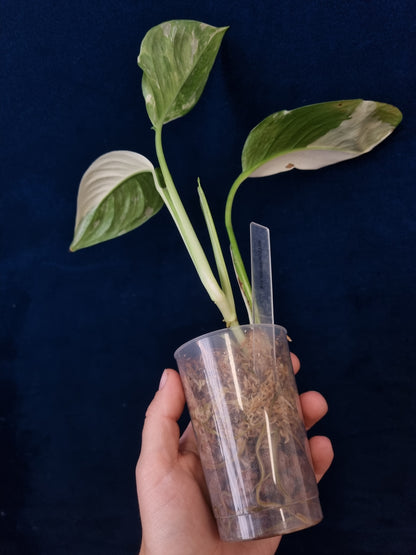 Monstera Lechleriana Variegata