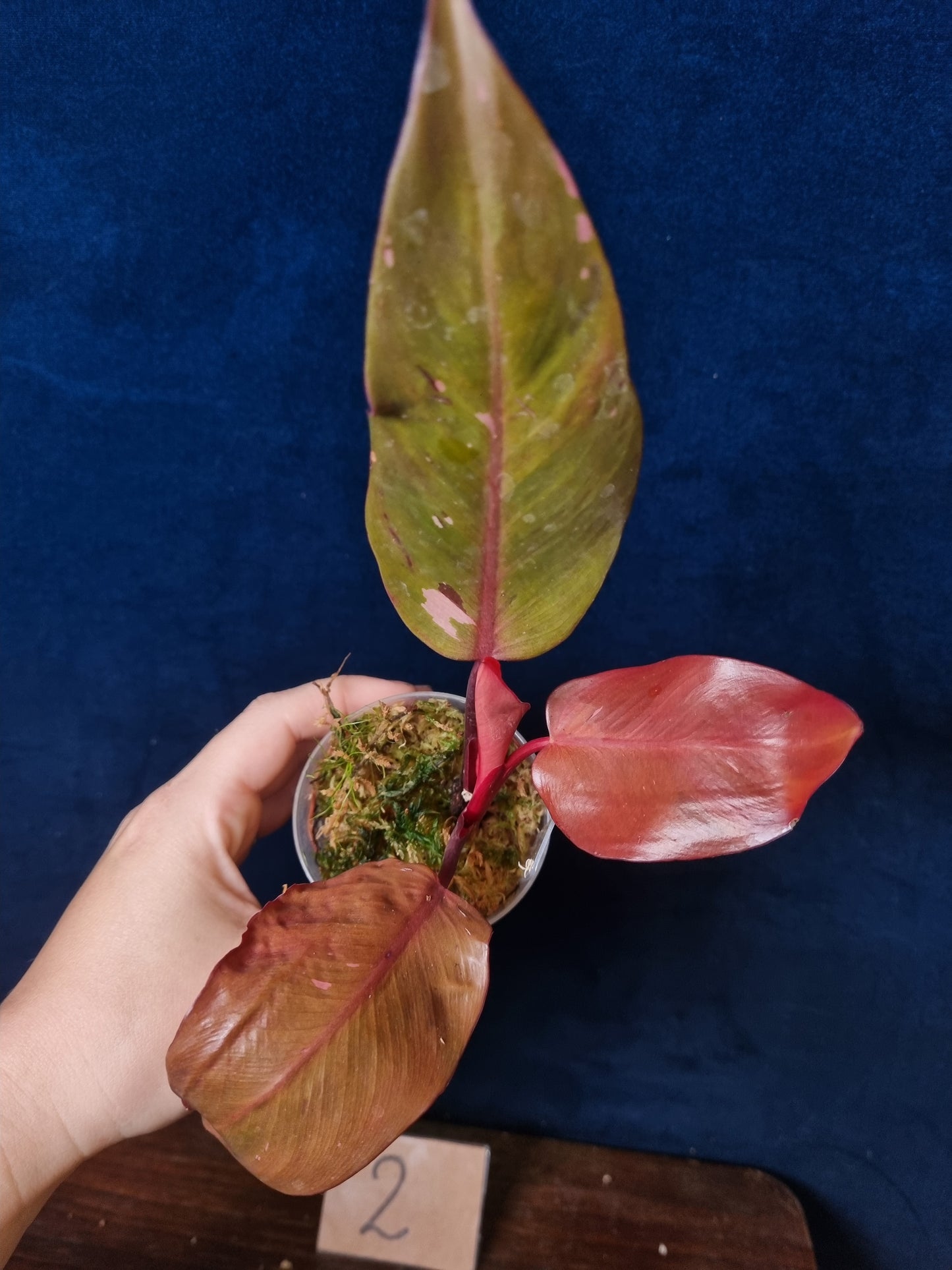 Philodendron Persimmon Princess