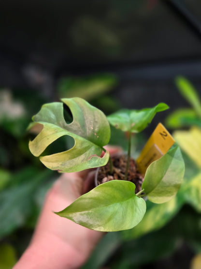 Rhaphidophora Tetrasperma Aurea