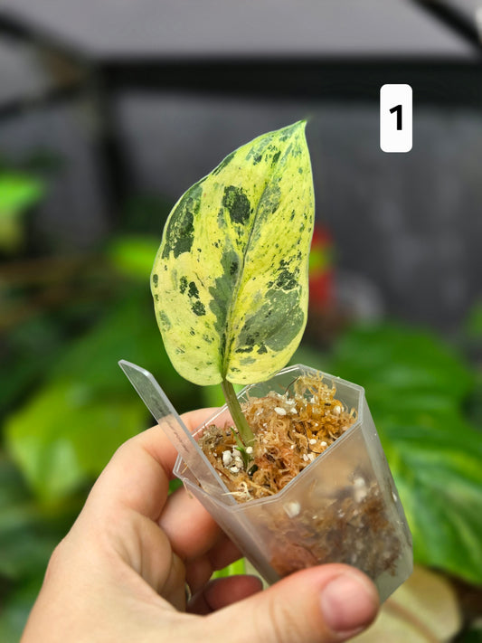 Scindapsus Peasun XS