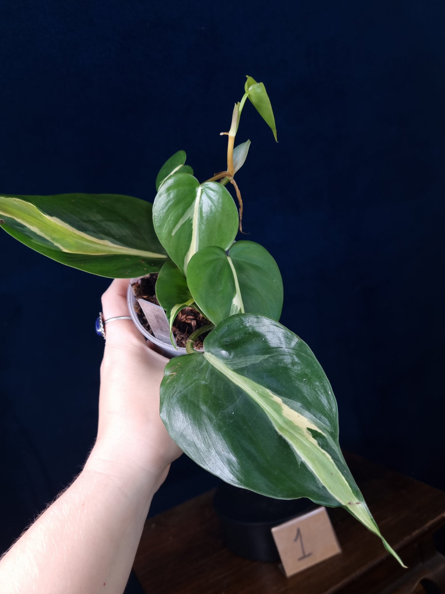Philodendron Cream Splash Big Leaves