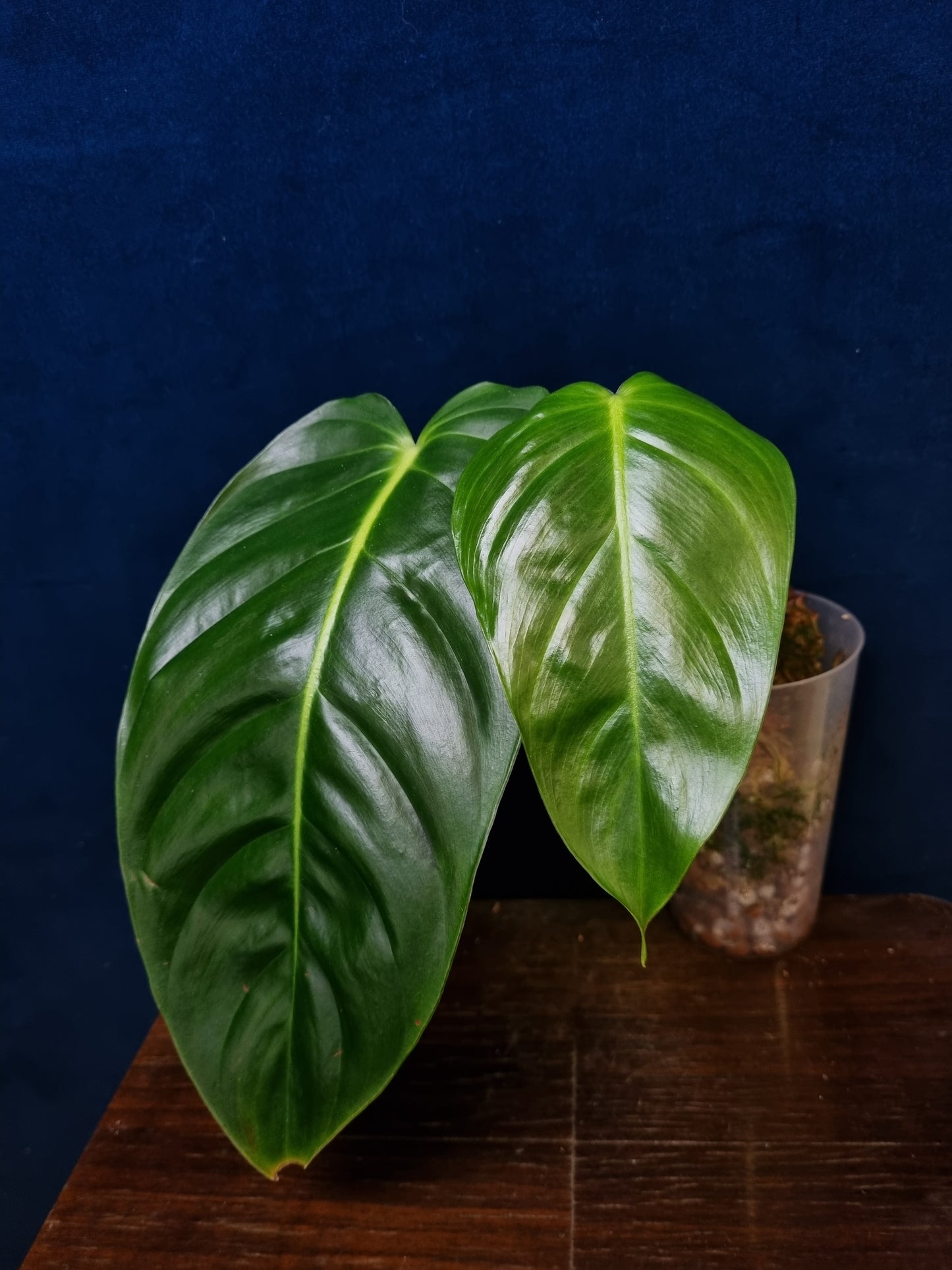 Philodendron Esmeraldense