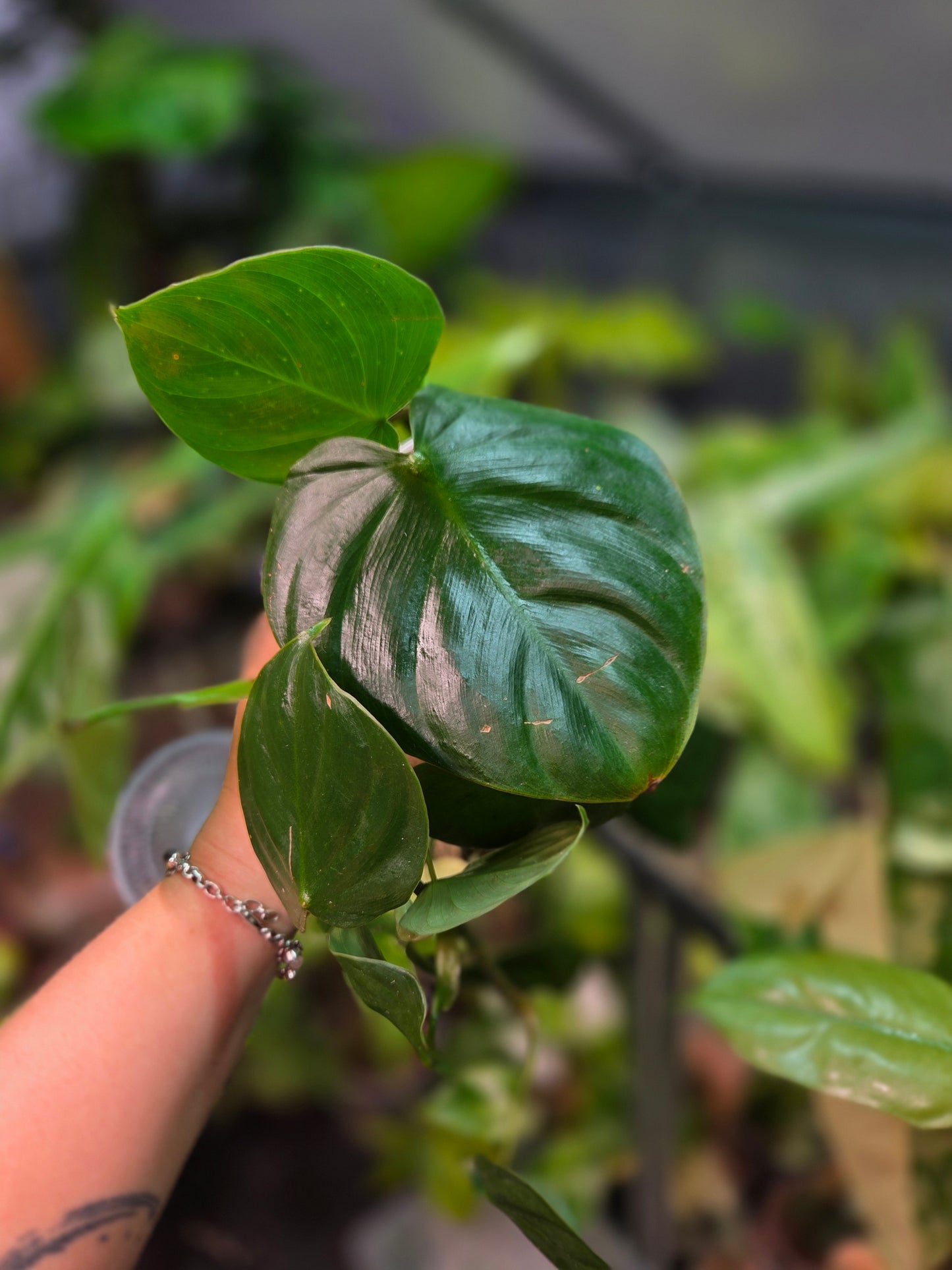Philodendron Nangaritense x Werneri