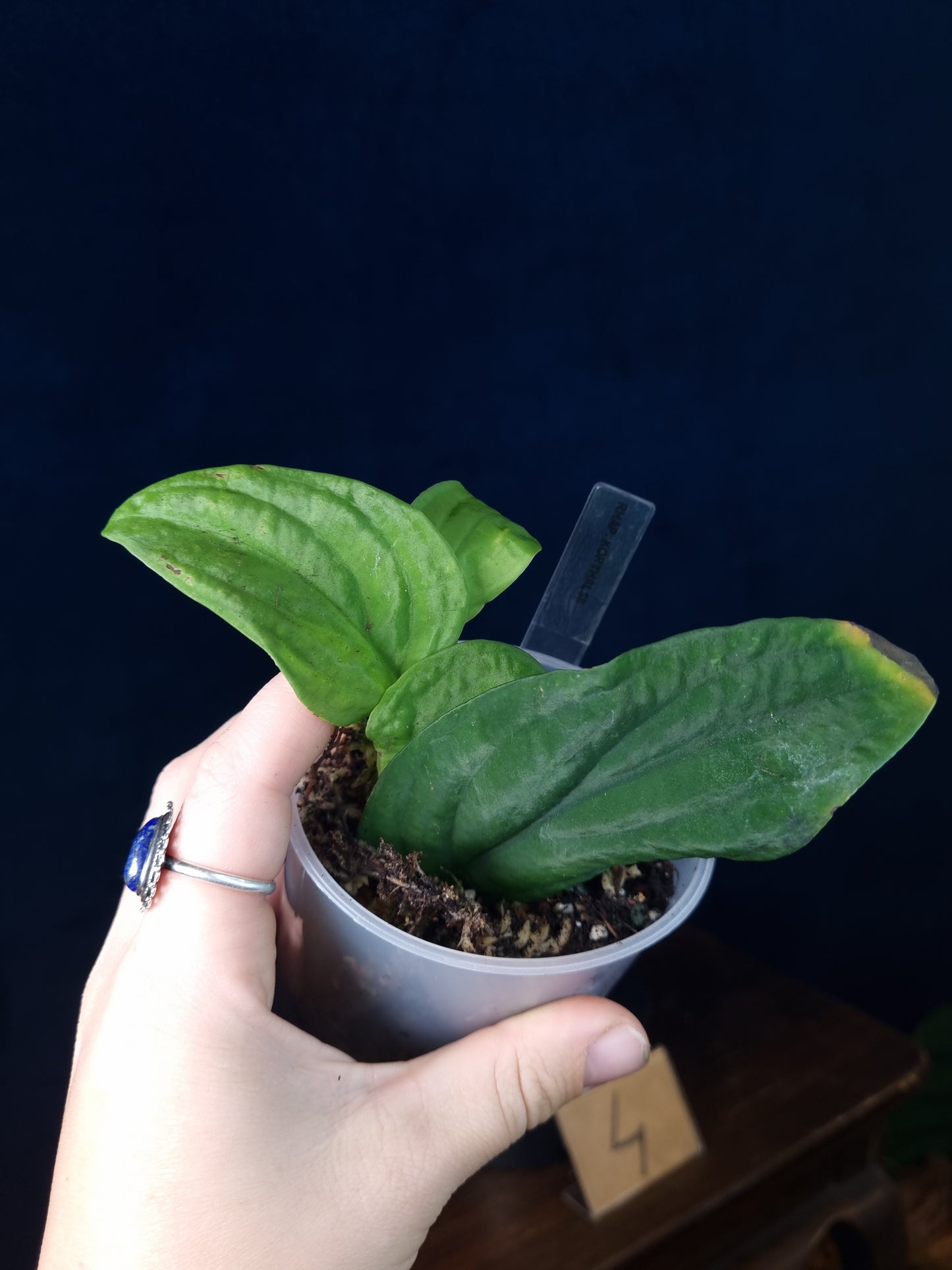 Rhaphidophora Korthalsii