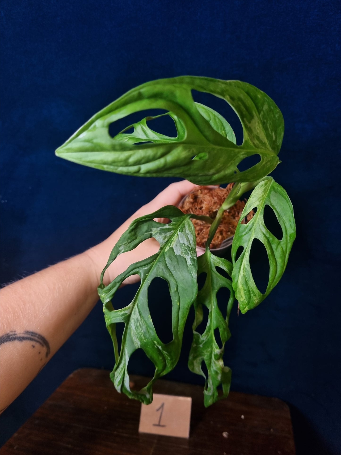 Monstera Adansonii Indonesian Marble