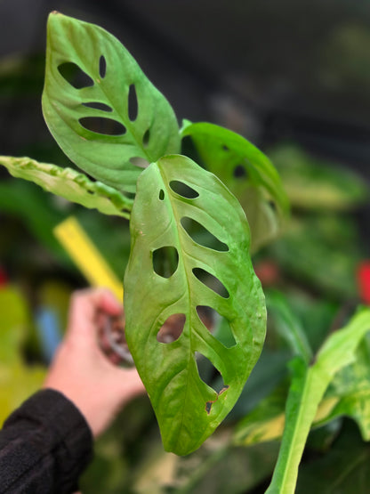 Monstera Epipremnoides Esqueletto