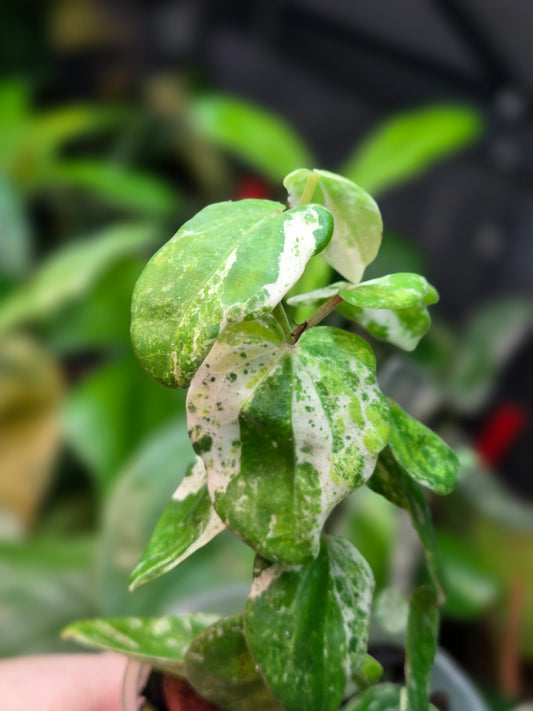 Piper SP Tricolor 'Jadeite'