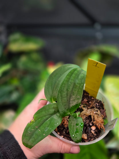 Rhaphidophora Korthalsii