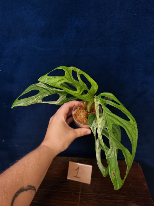 Monstera Adansonii Indonesian Marble