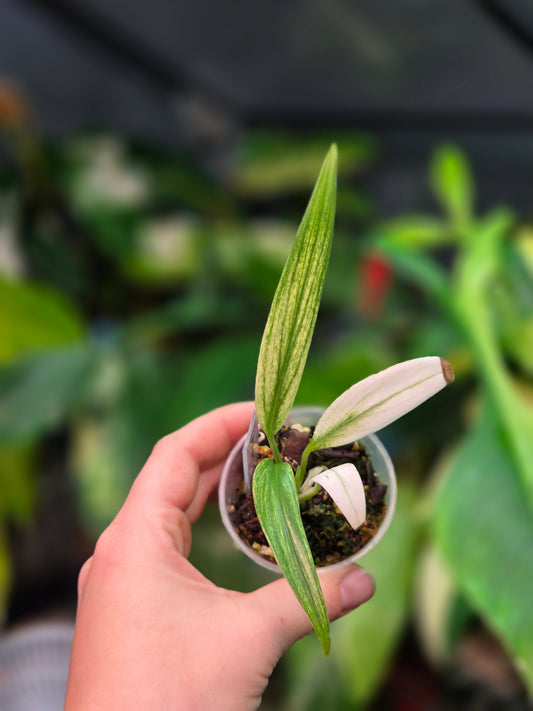 Epipremnum Amplissimum Silver Stripe Albo