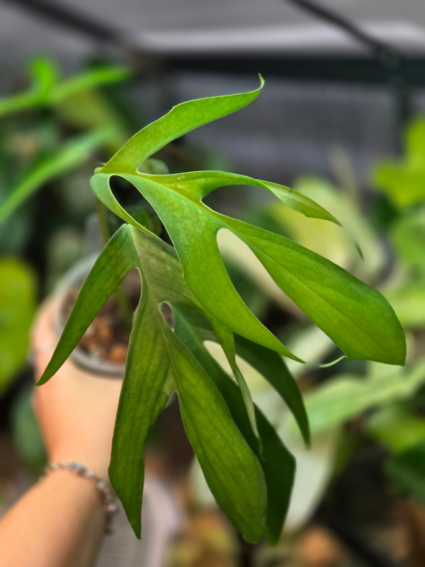 Monstera Croatii